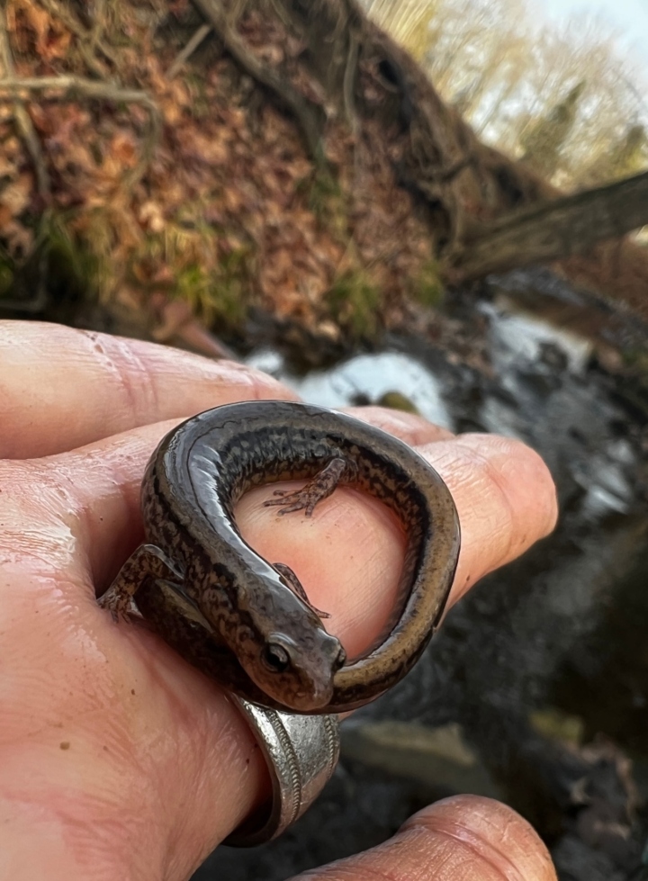 Two-lined Salamander